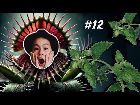 Видео: САМЫЕ НЕОБЫЧНЫЕ РАСТЕНИЯ СО ВСЕГО СВЕТА | Секреты со всего света #12 | #секретысовсегосвета