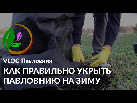 Видео: КАК УКРЫТЬ ПАВЛОВНИЮ НА ЗИМУ? / Для тех, кто в Москве и севернее / Осенняя высадка // VLOG Павловния