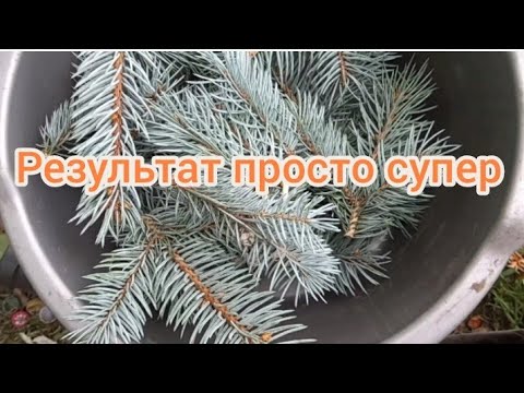 Видео: 🌲Простой способ размножения ели #ель #размножение #сад