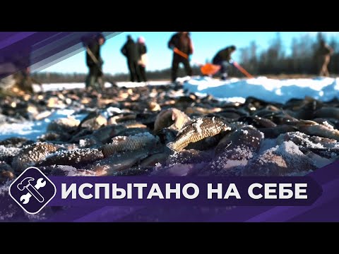 Видео: Испытано на себе: Мунха (Очиров)