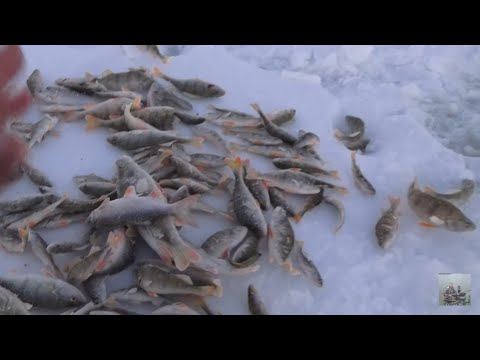 Видео: Ловим хищника. Отдыхаем и жарим шашлыки на озере.