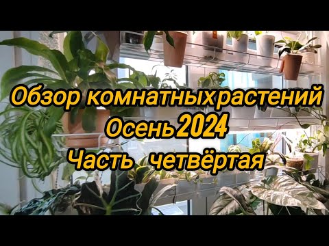 Видео: Обзор коллекции моих растений. Осень 2024. Часть четвёртая.