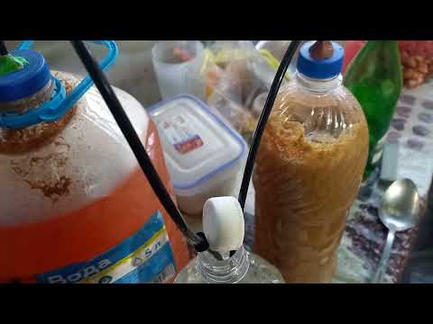 Видео: Вино из винограда Лидия(Сочинская).Крым 23.09.2025 год.