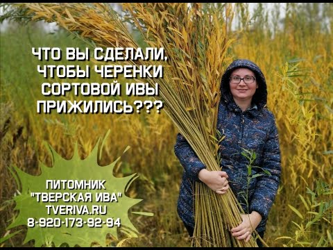 Видео: Что Вы сделали, чтобы прижились черенки сортовой ивы???