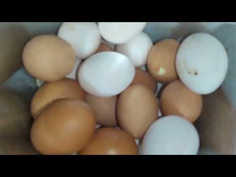 Видео: ТАМ КУРАМ ПШЕНИЦУ НЕ ВЫРАЩИВАЮТ😊. СБОР ЯИЦ 🥚
