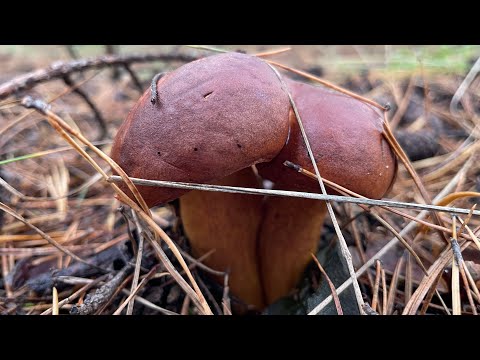 Видео: Знайшли місце де польські гриби збирають відрами | відео від 29 жовтня 2025