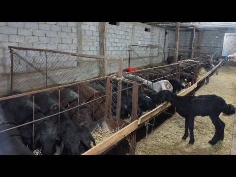 Видео: Қойды бордақылау.Қойларға шөп салу, қойларға қарау#қой#мал#малшаруашылығы#тоқты#малбазар#қора#семіз