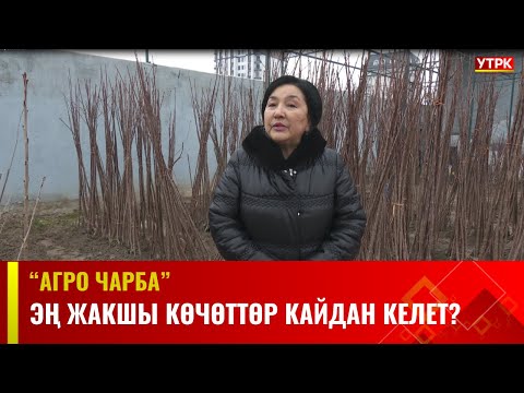 Видео: Эң жакшы көчөттөр кайдан келет? | АГРО ЧАРБА