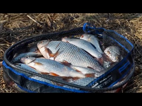 Видео: Хід Плотви на Десні  - ПЛОТВА відрами.