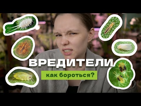 Видео: Как бороться с трипсами, паутинным клещом, мучнистым червецом итд?