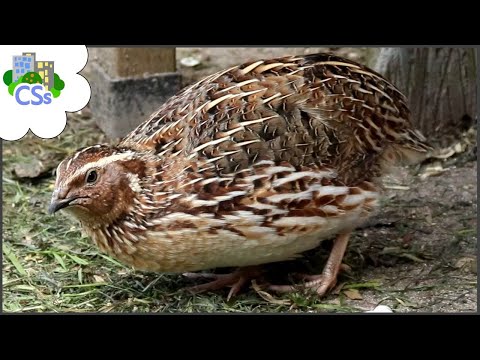 Видео: Разведение перепелов: на что обратить внимание при выборе самца