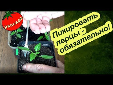 Видео: ПИКИРОВАТЬ ПЕРЦЫ - ОБЯЗАТЕЛЬНО!!!