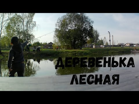 Видео: Форель в Деревеньке