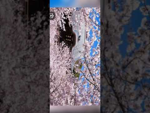 Видео: Красивая песня 