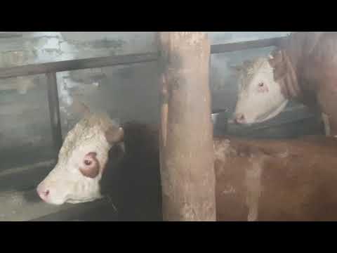 Видео: Обзор быков на откорме