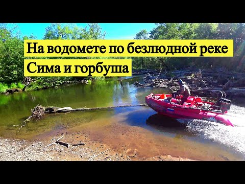 Видео: Сима и первая горбуша в лесной глуши