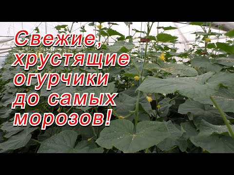 Видео: Осеннее выращивание огурцов в теплице- как это делается!