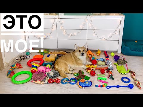 Видео: СЧИТАЕМ И ПОКАЗЫВАЕМ ВСЕ игрушки нашей собаки!