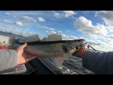 Видео: Ловля судака на джиг.