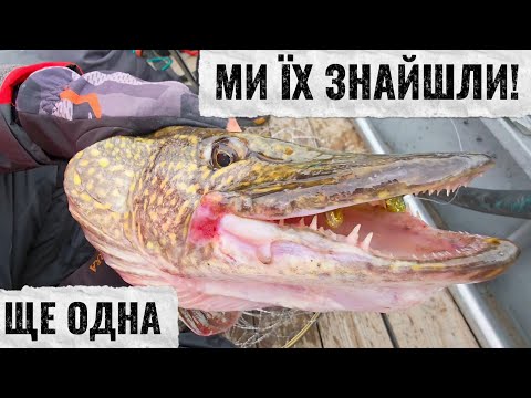 Видео: ТРОФЕЙНА рибалка на ЩУКУ і СУДАКА  Осінній Джиг який рве снасті