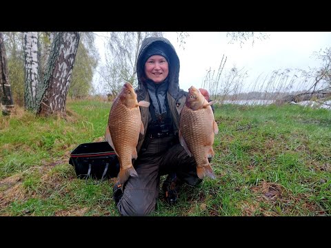 Видео: ОГРОМНЫЕ КАРАСИ! Приятное место и хорошая компания!