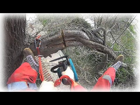 Видео: #9 Софора японская / Сложное и неудобное дерево / Удаление верхней части