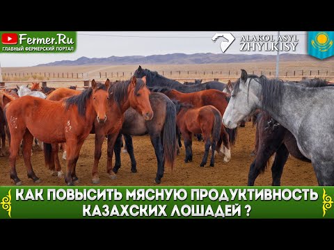 Видео: Бонитировка лошадей в степи. Как казахские селекционеры отбирают лучших лошадей. Зачем нужны помеси?