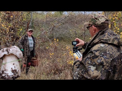 Видео: Искали подтопольники, а нашли подберезовики и обабки