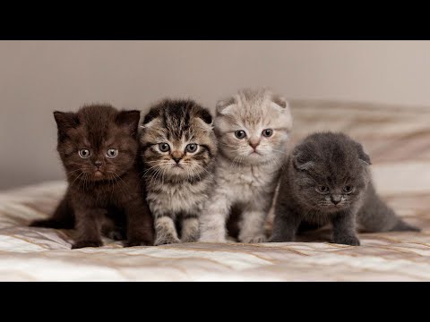 Видео: Исцеляющая терапия с эмоциональной музыкой арфы, которую любят кошки 😽 Терапевтическая музыка для