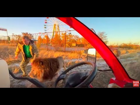 Видео: Мы так давно не были у львов,  ОЧЕНЬ АДРЕНАЛИНОВОЕ получилось кормление, а сначала было всё так мило