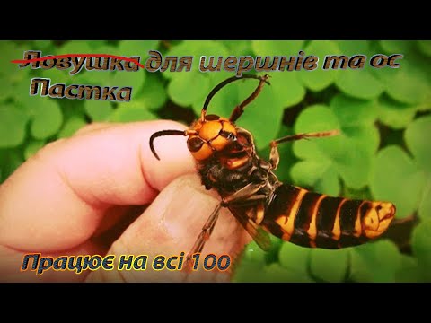 Видео: 🐝Найкраща та неймовірно проста пастка для шершнів та ос за 1 хвилину.🐝