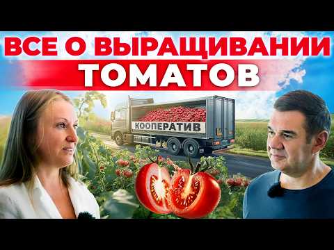 Видео: Помидоры не хуже чем в Италии! Как кооператив фермеров хакнул систему и попал на полки ТОРГОВОЙ СЕТИ