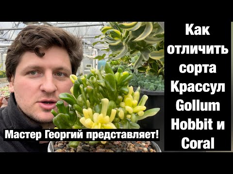 Видео: Отличительные признаки Crassula Gollum, Hobbit, Coral, Legolas, Gimli и Red Horn друг от друга