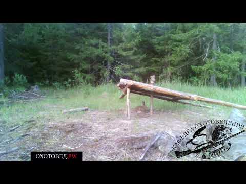 Видео: Поведение зайца-беляка на слопцах | кафедра охотоведения | охотовед.pw