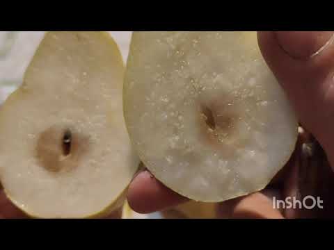 Видео: Продолжение о зимних грушах.