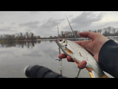 Видео: Нарешті рибалка 🎣 на фідер🥳 клюють батони👍 невсигаємо закидувать💥