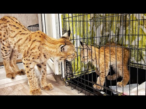 Видео: СПАСЁННЫЕ РЫСИ ЗНАКОМЯТСЯ! Наконец-то этот момент настал! / ПАРК ЛЬВОВ ЗЕМЛЯ ПРАЙДА МОСКВА