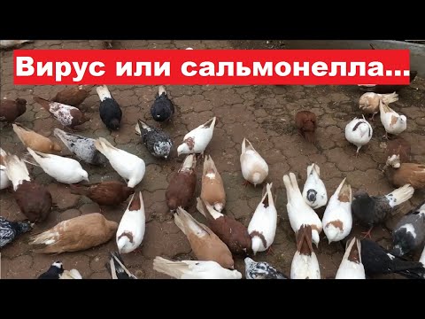 Видео: Как предварительно определить сальмонеллез у голубей или в голубятне "поселился" вирус.