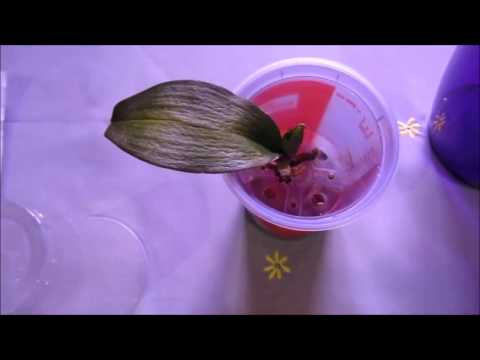 Видео: Реанимация орхидеи без корней в тепличке.