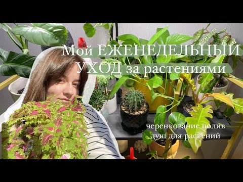 Видео: Мой еженедельный уход за растениями || полив, черенкование, перестановка на стеллаже