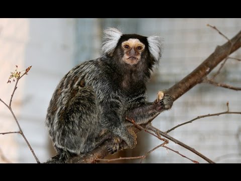 Видео: Первые шаги и крошечные обезьянки. Tiny monkeys.