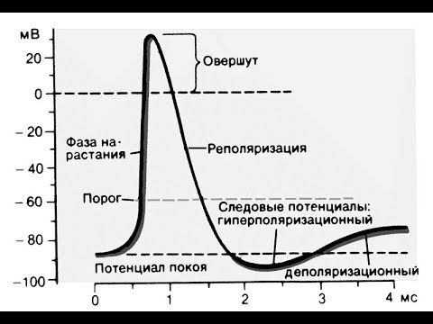 Видео: Потенциал действия. Как он возникает? Из-за чего?