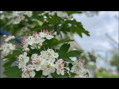 Видео: 🫡привет | salut | hello