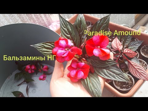 Видео: Черенкование новогвинейцев весной. Формировка.