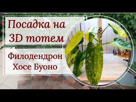 Видео: Посадка филодендрона на 3D опору. Хосе Буоно на тотем!