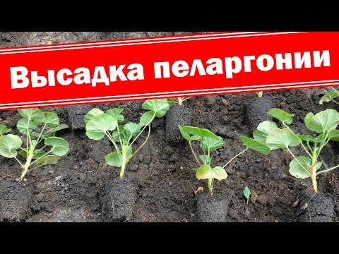 Видео: Правильная высадка гераней в открытый грунт. Создаем красивые клумбы из пеларгоний