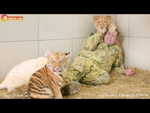 Видео: Милые котята - львята и тигрята. Наслаждайтесь позитивом. Тайган. INCREDIBLY CUTE - predators cubs