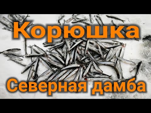 Видео: ловим КОРЮШКУ на Финском заливе Северная дамба 25.  01.  2021.  Зимняя рыбалка , catching smelt