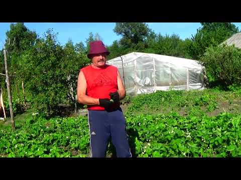 Видео: Клубника.Конец мая. Ягоды  завязываются и увеличиваются... Что делать сейчас?  ВОТ ЭТО !!!