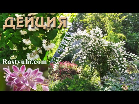 Видео: Дейция - обильно цветущий, красивый, неприхотливый кустарник. Все о выращивании.